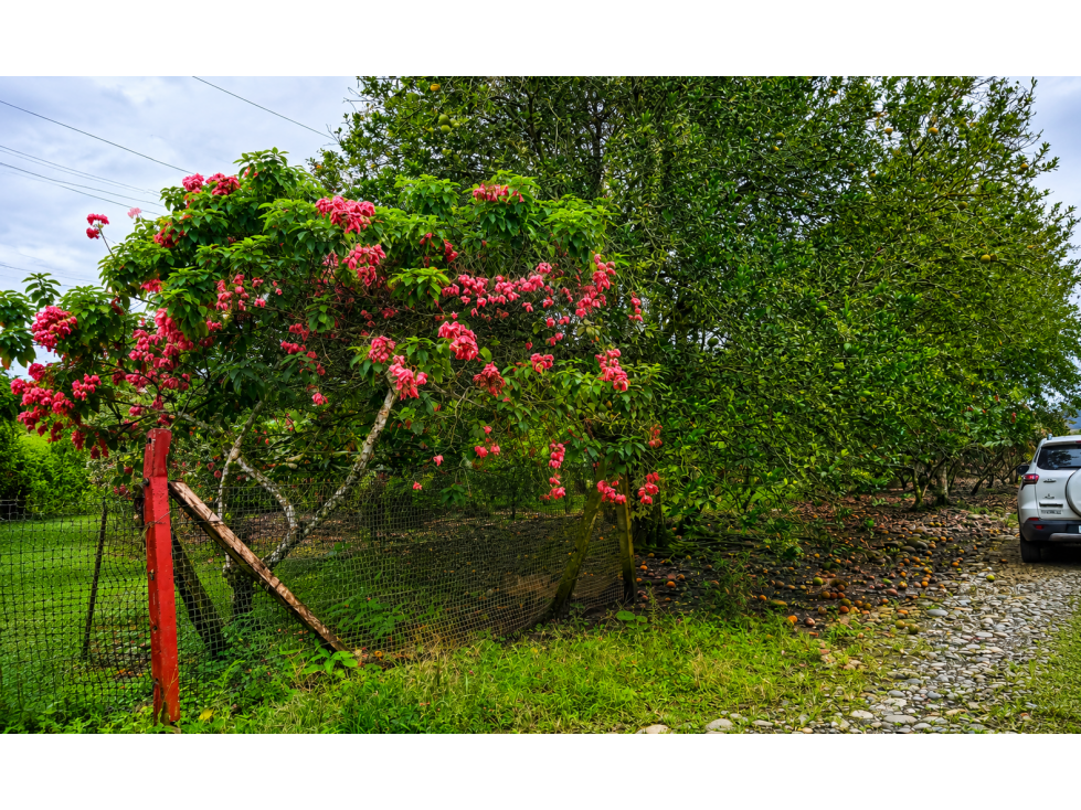 FINCA EN VENTA - 5 HECTAREAS EN ENOKANQUI - 2
