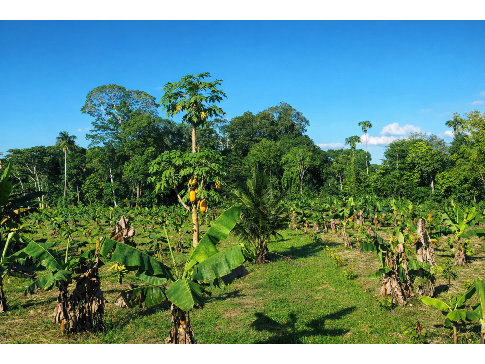 FINCA EN VENTA -SAN JOSÉ DE GUAYUSA, LA CAYANA - 3