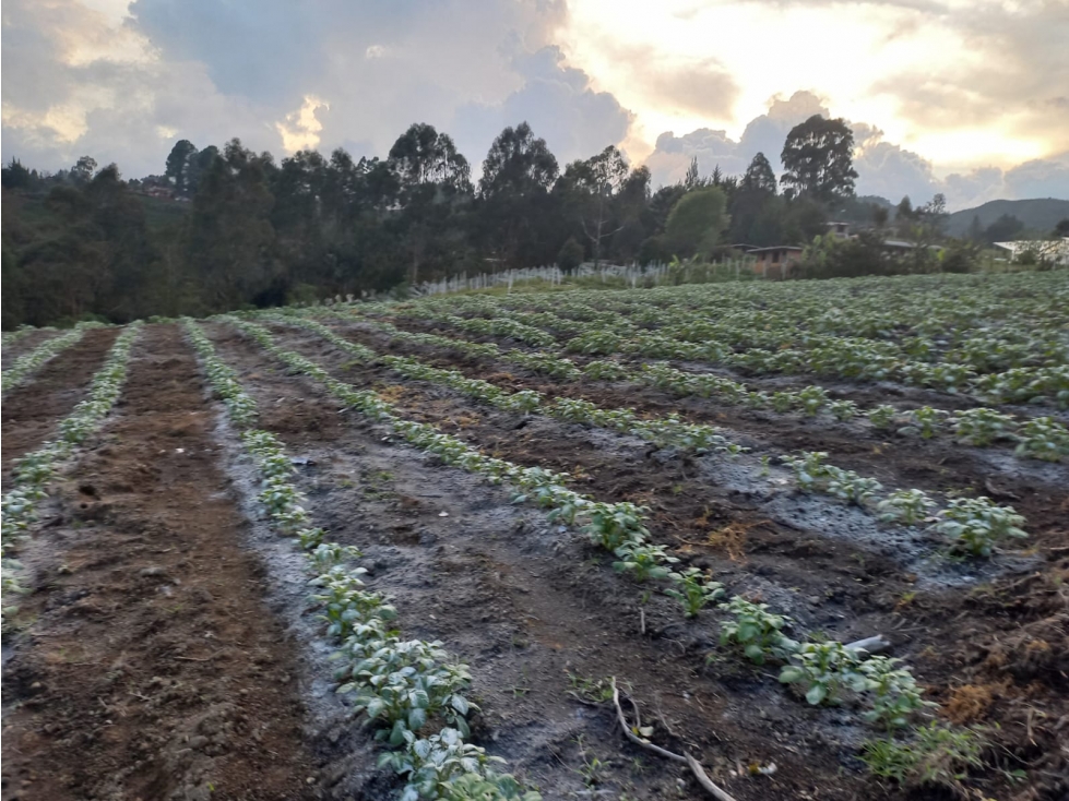 Lote en Venta - Guarne