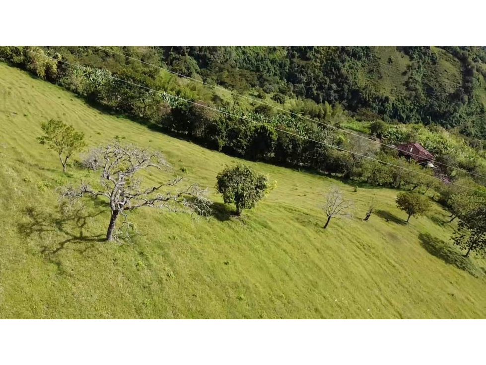 Lote en Venta Vereda La Aguadita Sonsón - 5