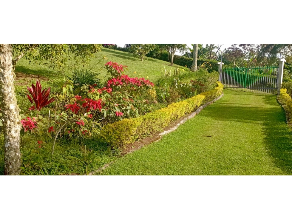 Venta o permuta de hermosa FINCA CAFETERA en VERSALLES - Antioquia — foto 5