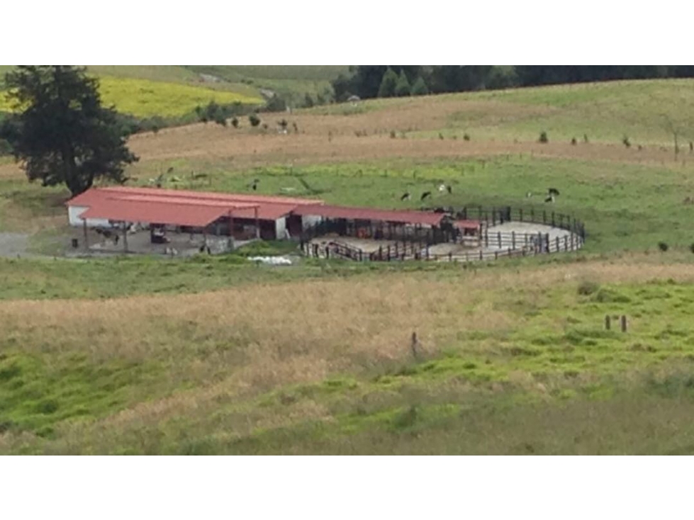 Se vende finca agrícola ganadera, Valle Del Cauca. Barragán - 3