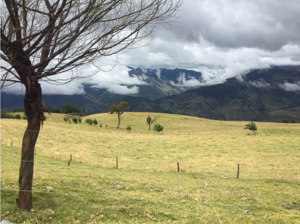Se vende finca agrícola ganadera, Valle Del Cauca. Barragán - 5
