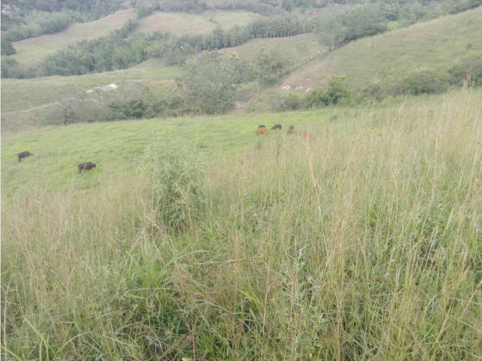 Se Vende Finca Manizales, Vereda Lisboa