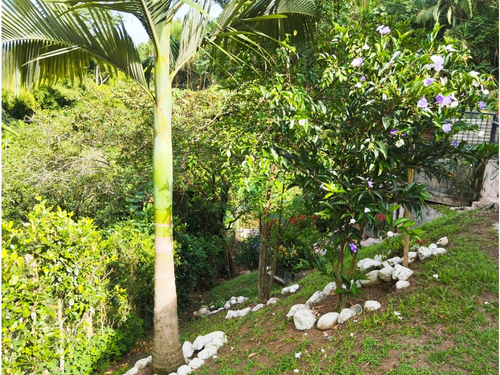 Se Vende Casa Lote En La Vereda El Trébol, Chinchiná - 5