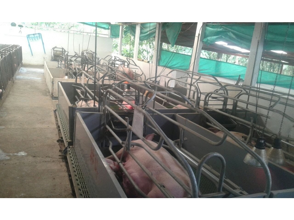 Venta finca Pereira