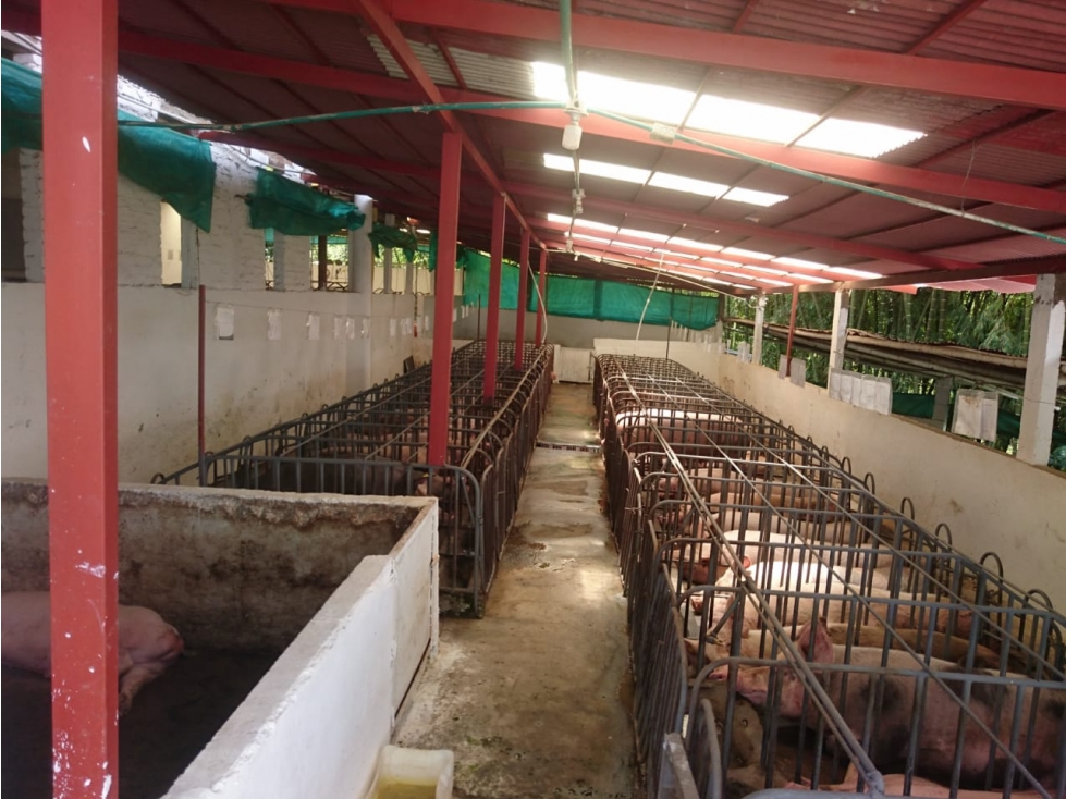 Venta finca Pereira — foto 6