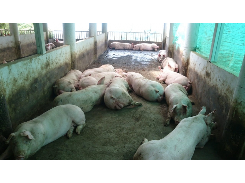 Venta finca Pereira — foto 4