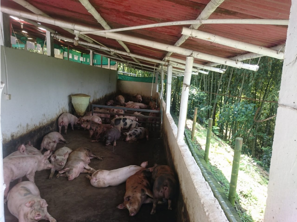 Venta finca Pereira — foto 2
