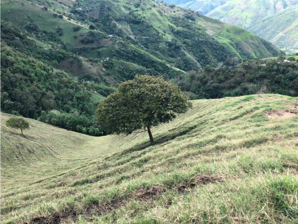 VENDO FINCA GANADERA EN VERSALLES. W6821913 L. G — foto 6