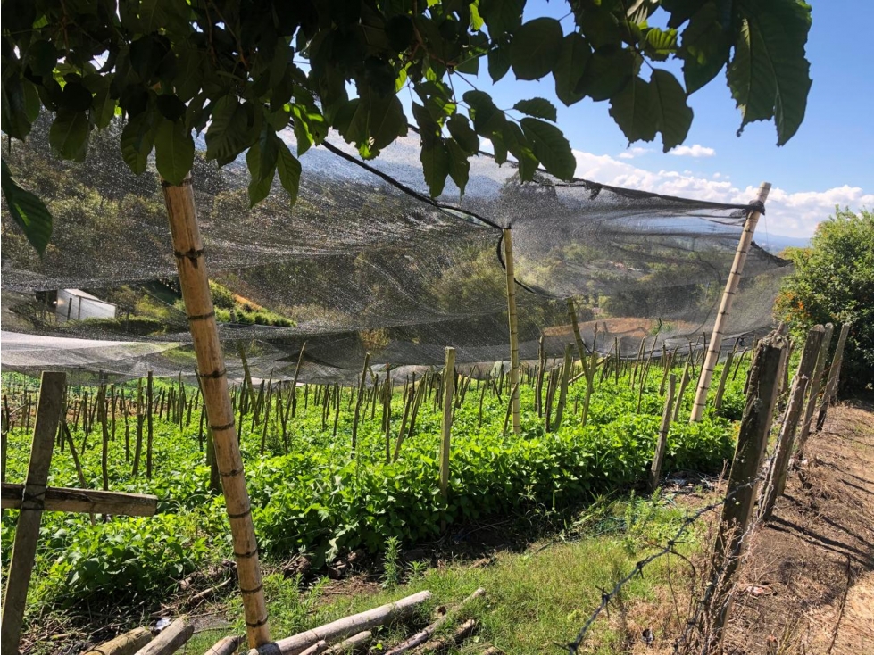 VENTA FINCA CARMEN VIBORAL- CERCA A VÍA PRINCIPAL — foto 5