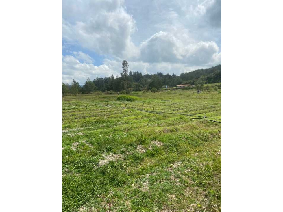 VENTA FINCA SAN VICENTE VEREDA OVEJAS — foto 4