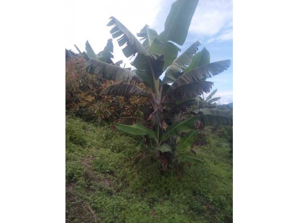 VENTA DE TERRENO EN JERICÓ VEREDA LA PRADERA - 2