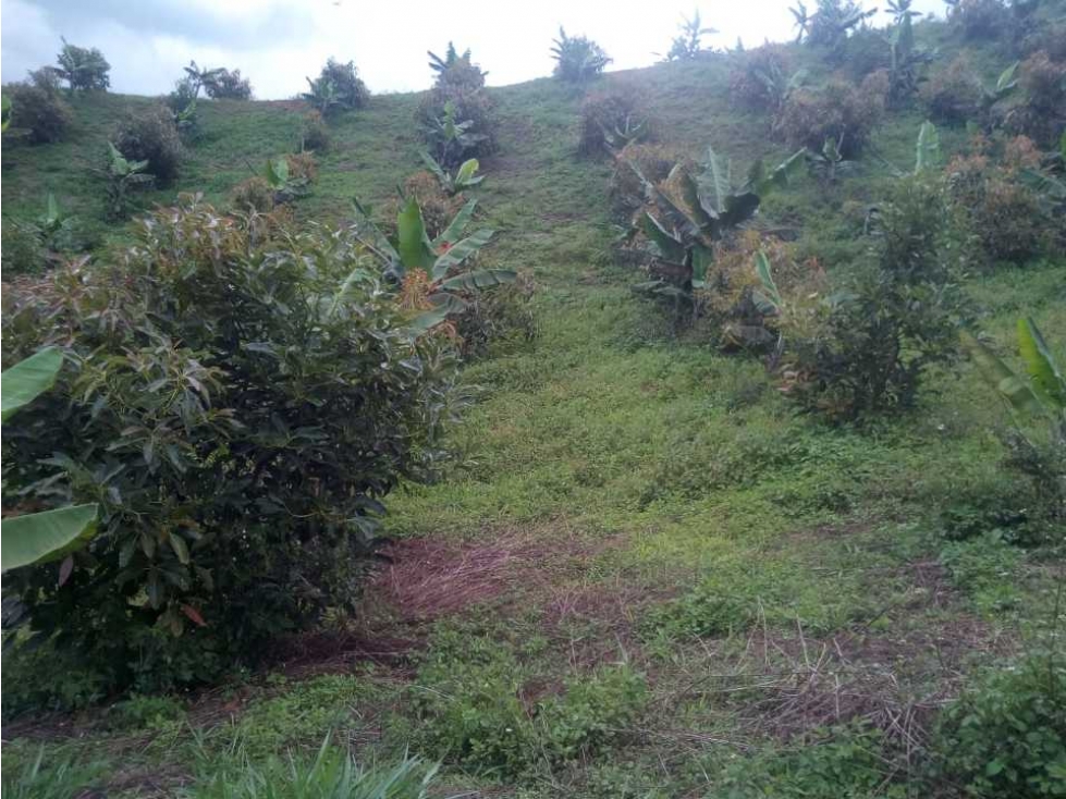 VENTA DE TERRENO EN JERICÓ VEREDA LA PRADERA - 4