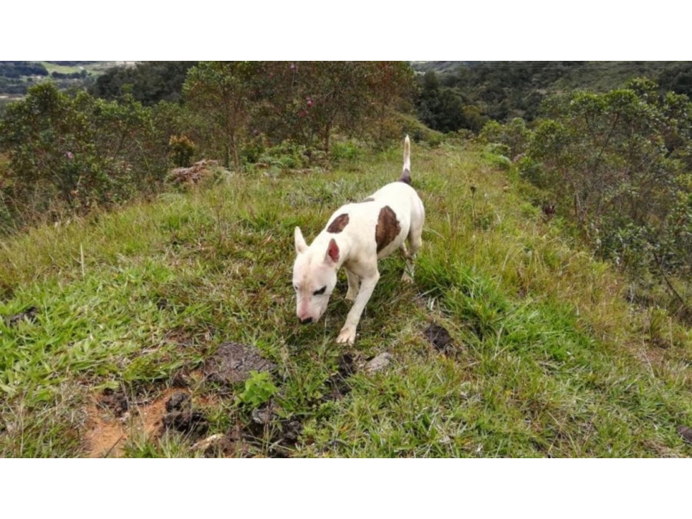 VENTA FINCA LOTE EN GUATAPE GRAN OPORTUNIDAD DE INVERSIÓN — foto 4