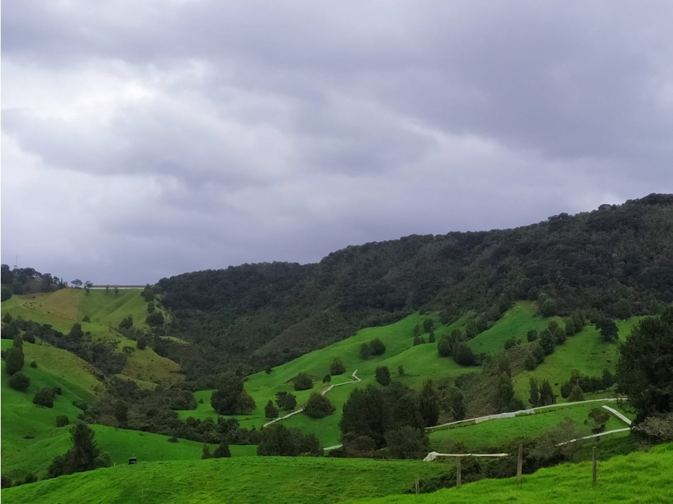 VENDO FINCA GANADERA EN SAN PEDRO DE LOS MILAGROS — foto 2