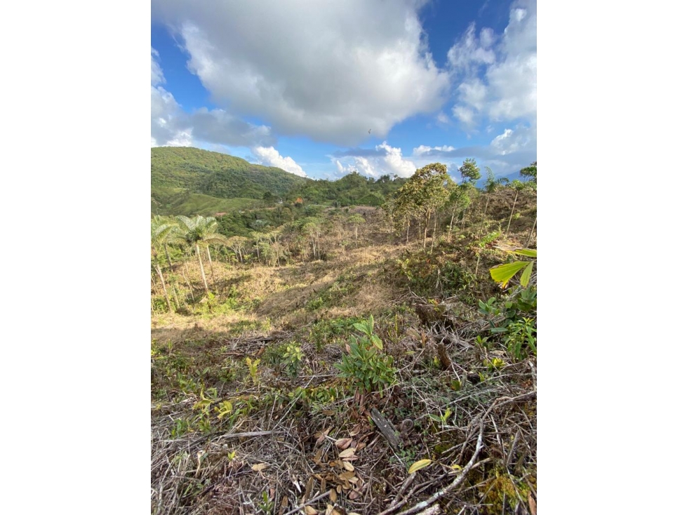 LOTE EN VENTA EN GUATAPÉ A 8 MINUTOS DEL PUEBLO — foto 3