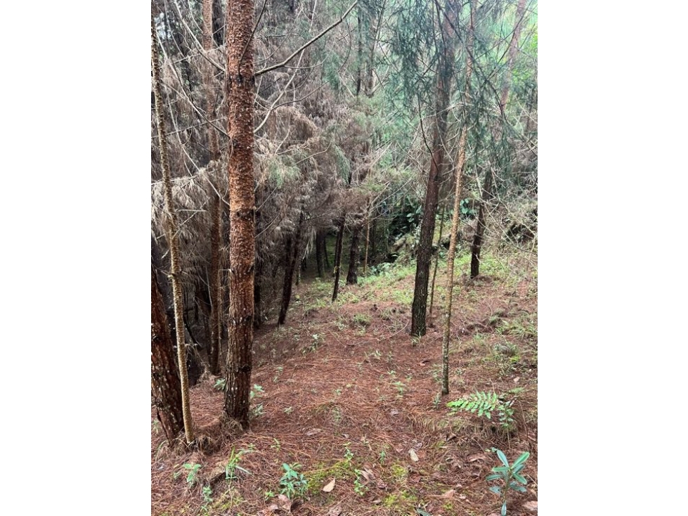 [RH] Lote para la venta en Pontezuela, Rionegro — foto 3