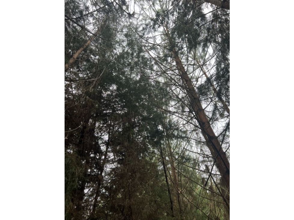 [RH] Lote para la venta en Pontezuela, Rionegro — foto 4