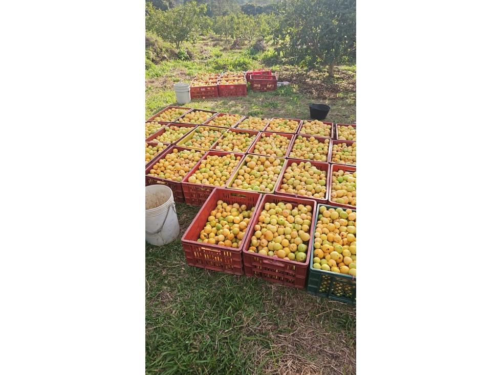 Finca en venta en Moniquirá, Boyacá - 3
