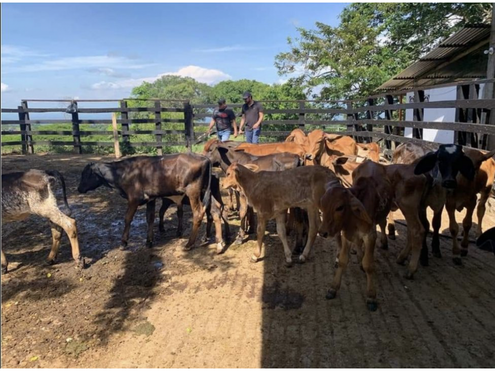 venta finca productora norcasia caldas - 5