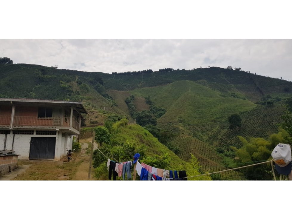 Vendo Finca De Produccion Chinchina Caldas — foto 6