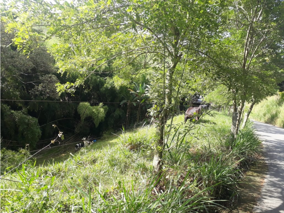 Venta de Finca Filadelfia Caldas - 2