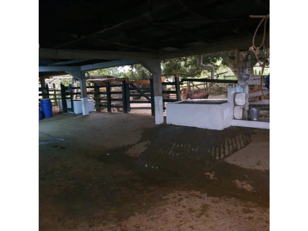 venta finca productora norcasia caldas - 6