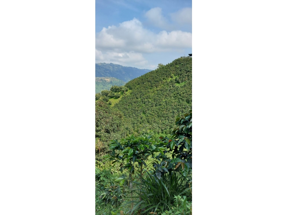 Venta Finca Duplex Vereda Llanitos Villamaria — foto 4