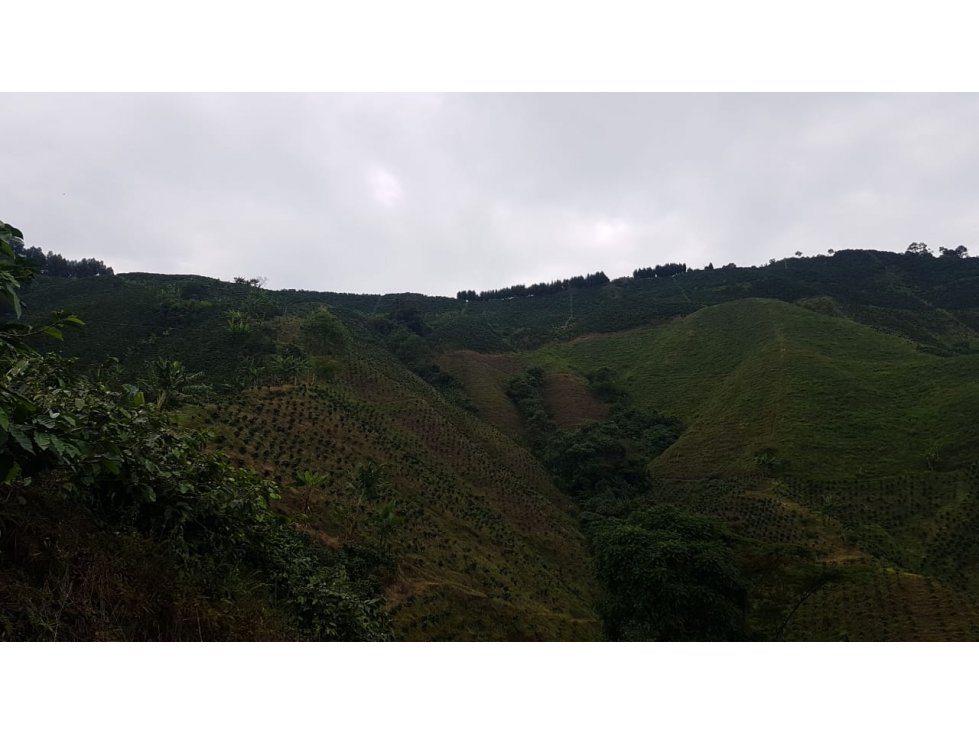 Vendo Finca De Produccion Chinchina Caldas