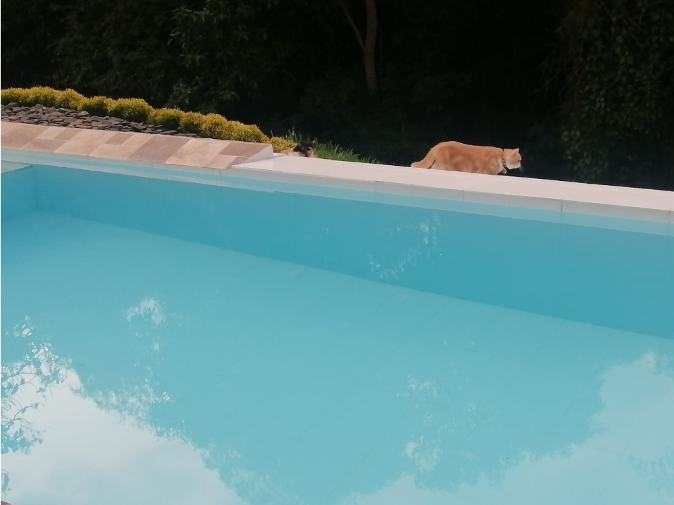 Venta casa campestre el tigre cerritos Pereira — foto 6