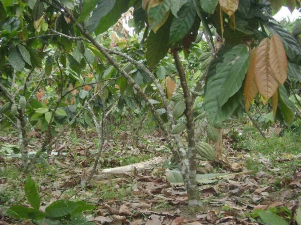 En Venta Finca Productiva en Santo Domingo Vía el Carmen - 2