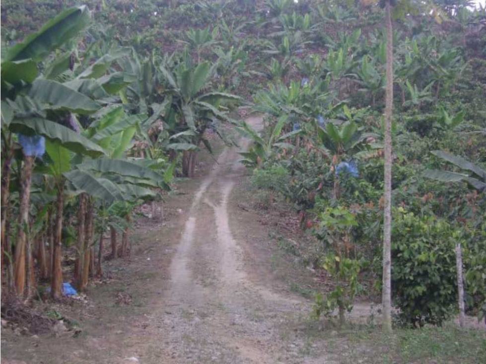 En Venta Finca Productiva en Santo Domingo Vía el Carmen - 3