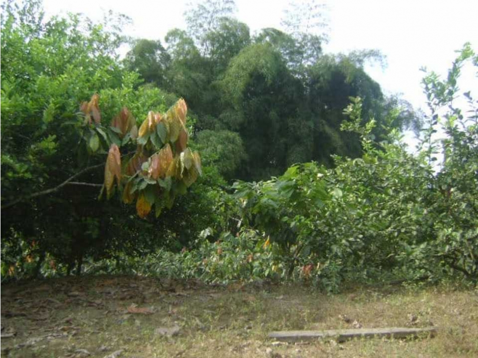 En Venta Finca Productiva en Santo Domingo Vía el Carmen - 5