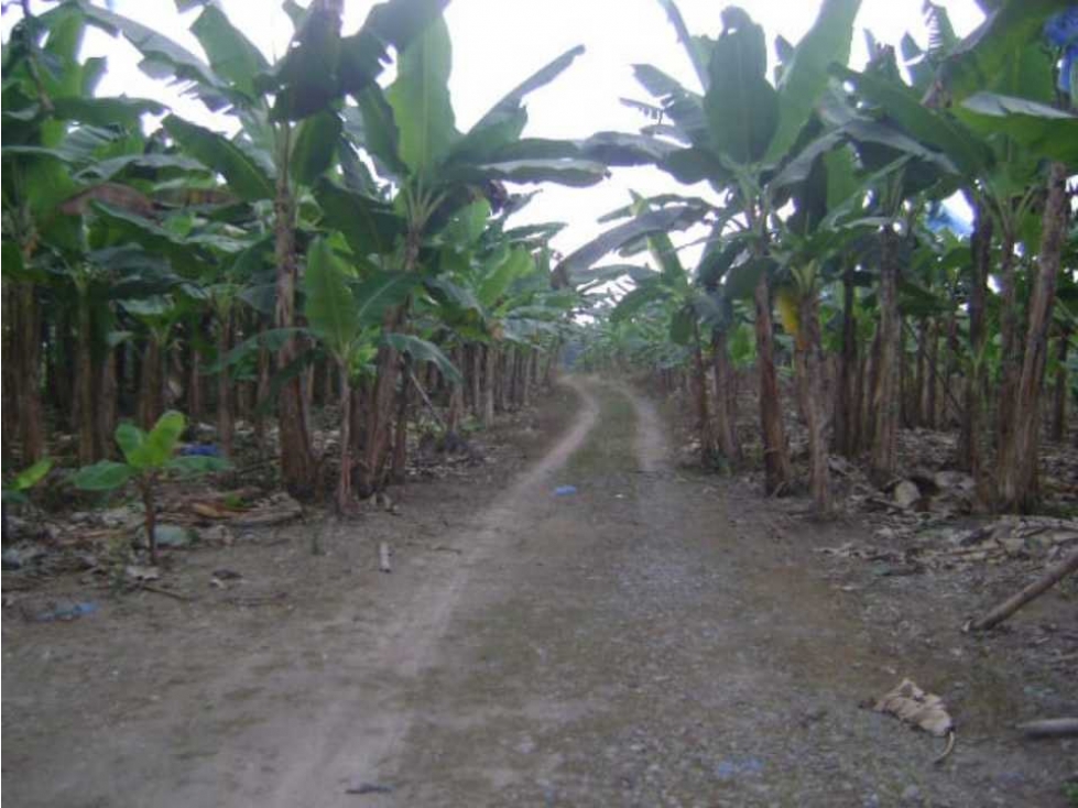 En Venta Finca Productiva en Santo Domingo Vía el Carmen - 6