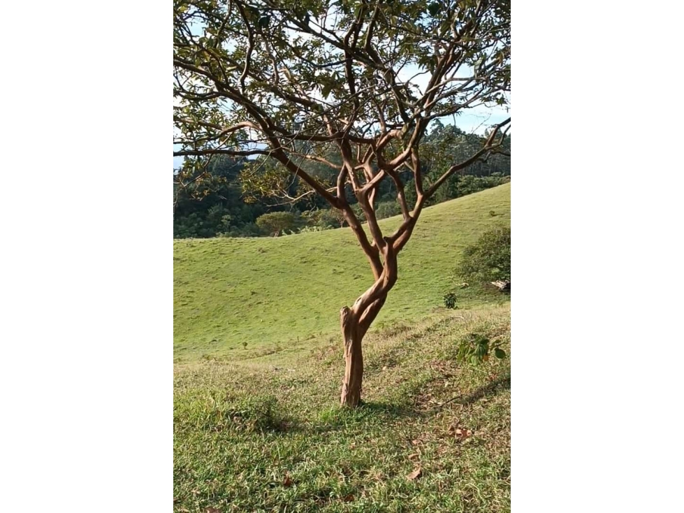 ENVIGADO EXCELENTE LOTE CAMPESTRE CERCA A TODO — foto 2