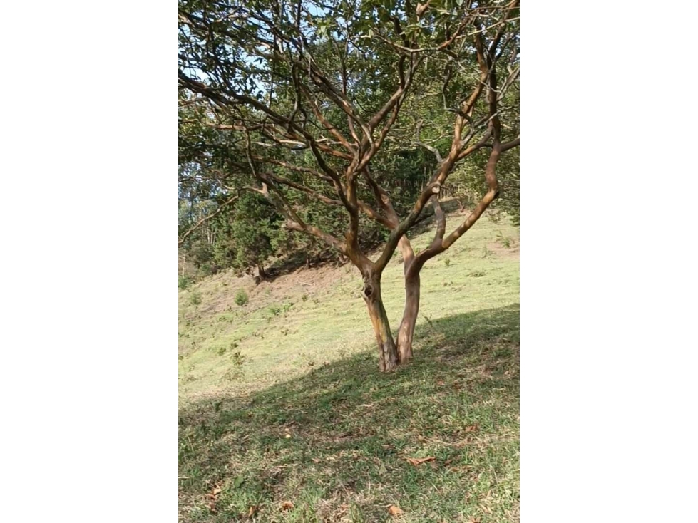 ENVIGADO EXCELENTE LOTE CAMPESTRE CERCA A TODO — foto 3