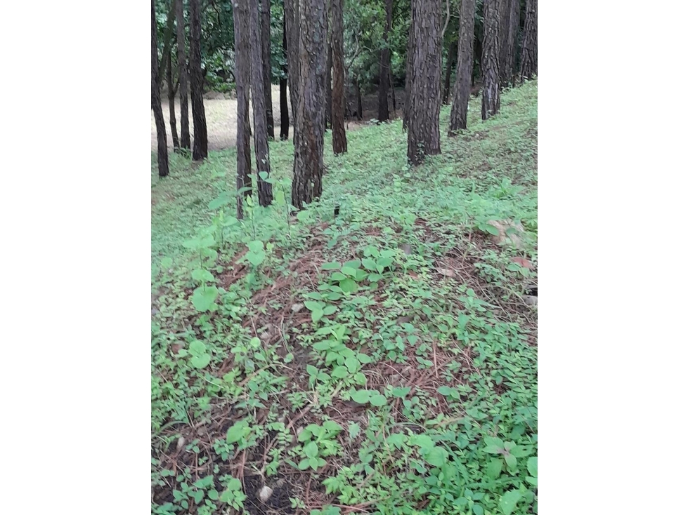 Terreno en Venta, Altos del Maria — foto 5