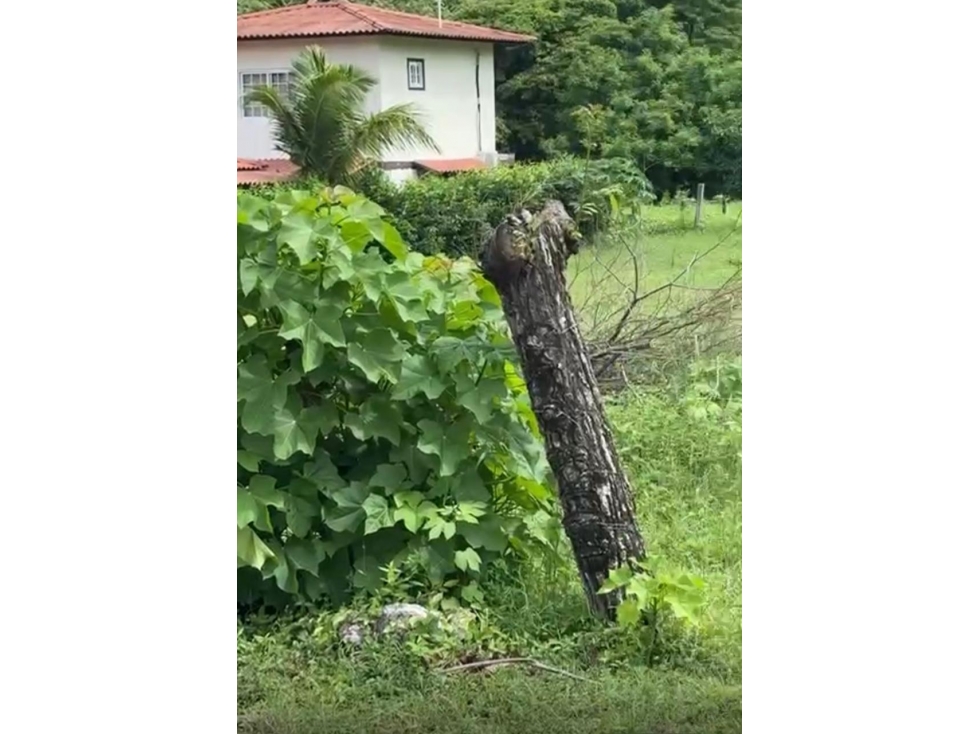 Venta de terreno en Guanico Abajo, Tonosí - 2