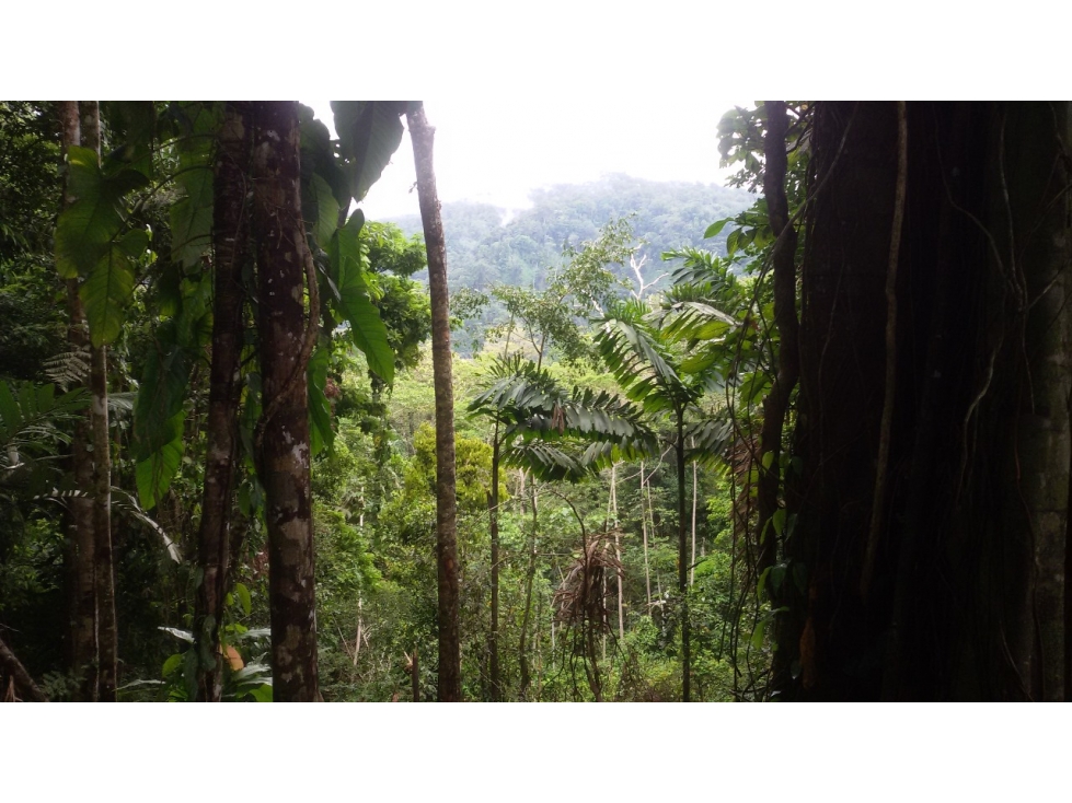 Venta de Finca en Changuinola, Bocas Del Toro - 1