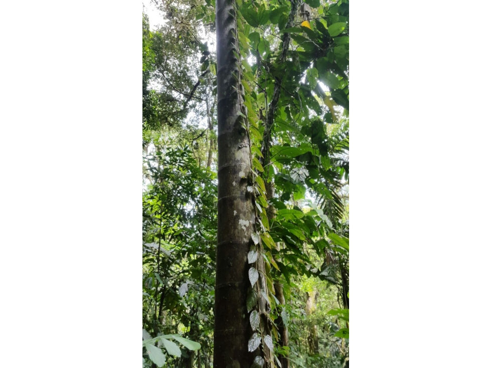 Venta de Finca en Changuinola, Bocas Del Toro - 4
