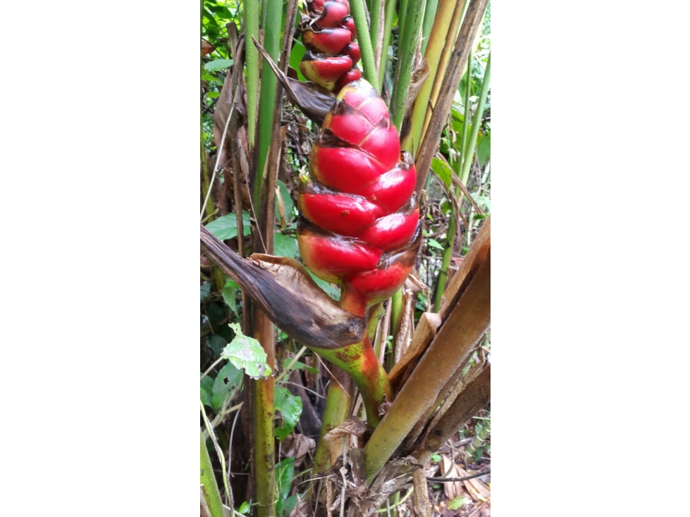 Venta de Finca en Changuinola, Bocas Del Toro - 5