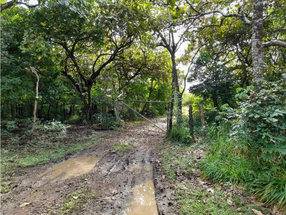 Venta de Finca Aceitera Chiriqui - 4