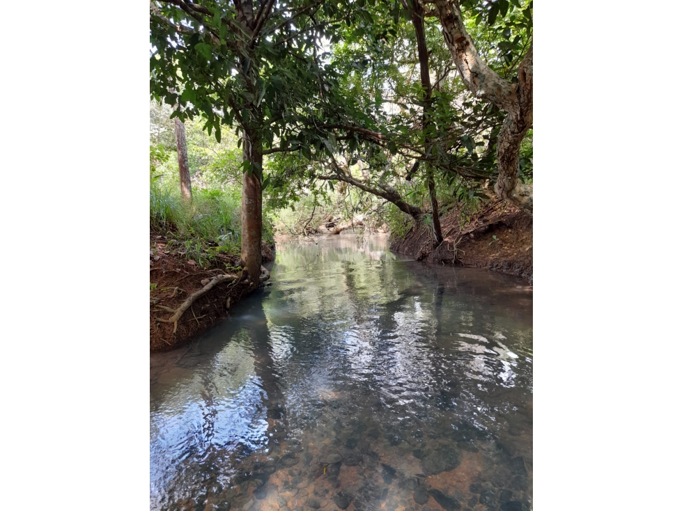 Venta de Finca Aceitera Chiriqui - 5