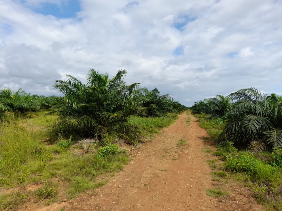 Venta de Finca Aceitera Chiriqui - 2