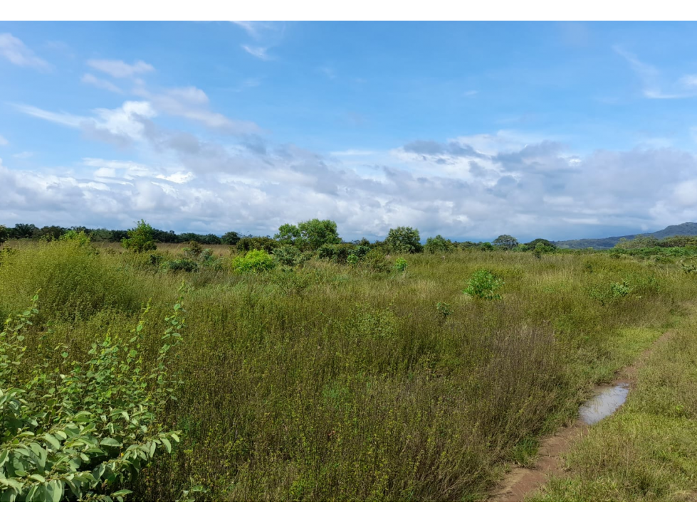 Venta de Finca Aceitera Chiriqui - 2
