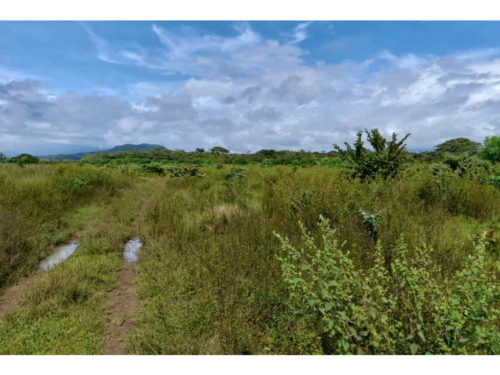 Venta de Finca Aceitera Chiriqui - 3