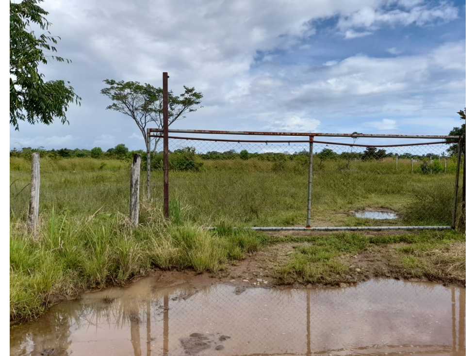 Venta de Finca Aceitera Chiriqui - 4