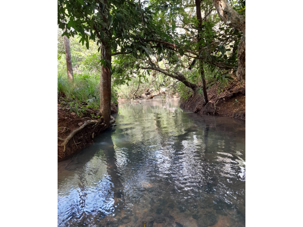 Venta de Finca Aceitera Chiriqui - 5