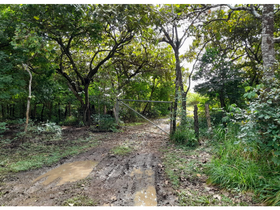 Venta de Finca Aceitera Chiriqui - 6